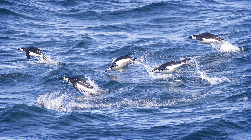 Chinstrap Penguins Porpoising  