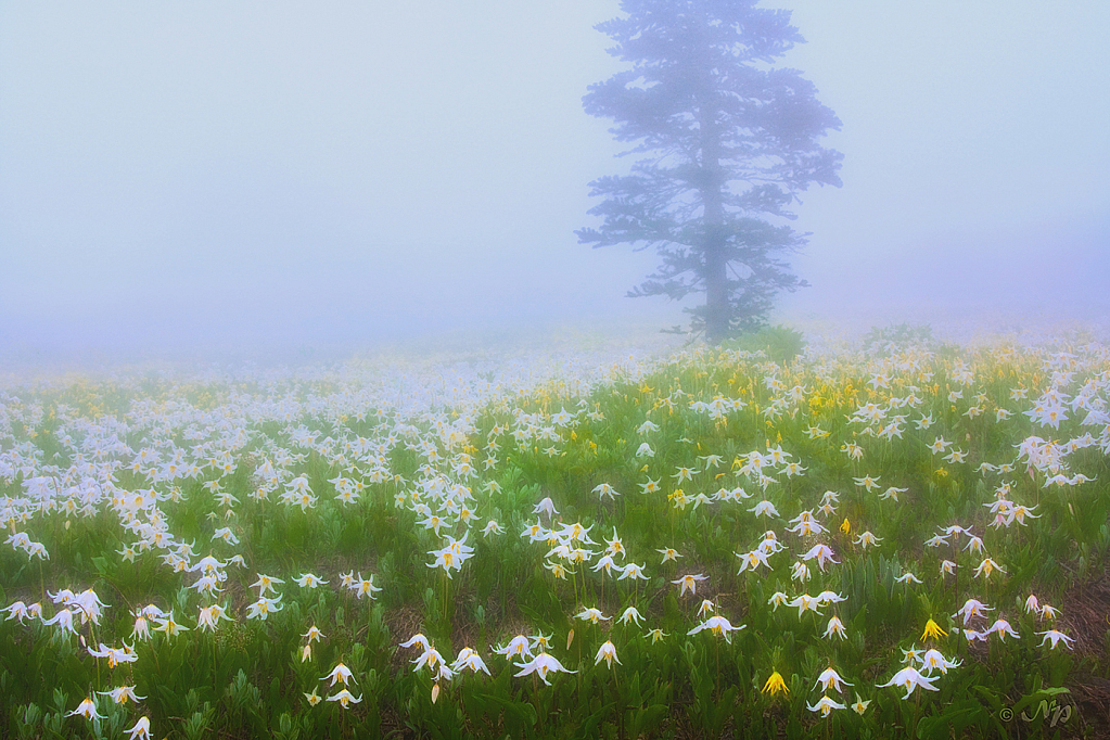 In the clouds of Mt. Rainier