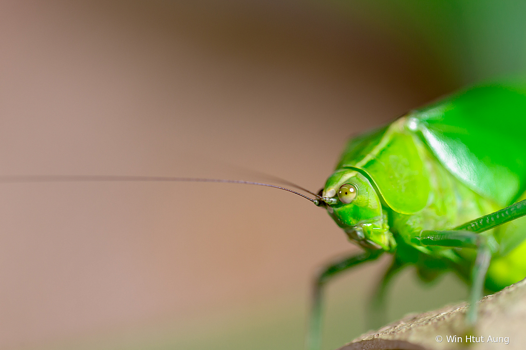 A North America Grasshopper