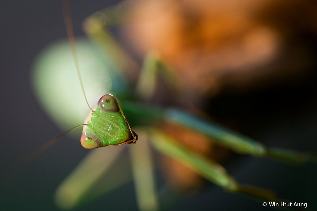 A frican Lined Mantis