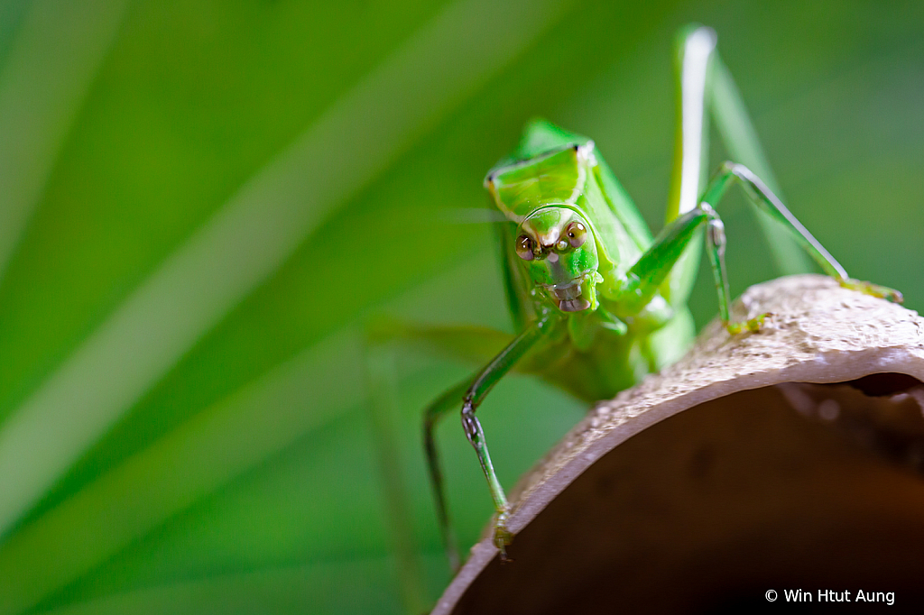 A Portrait of Grasshopper 