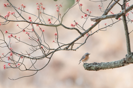 Bluebird and the Blossoms