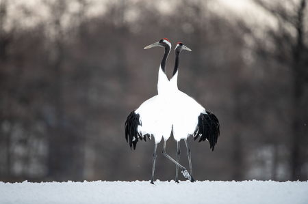 Red Crowned Cranes Sharing a Tutu