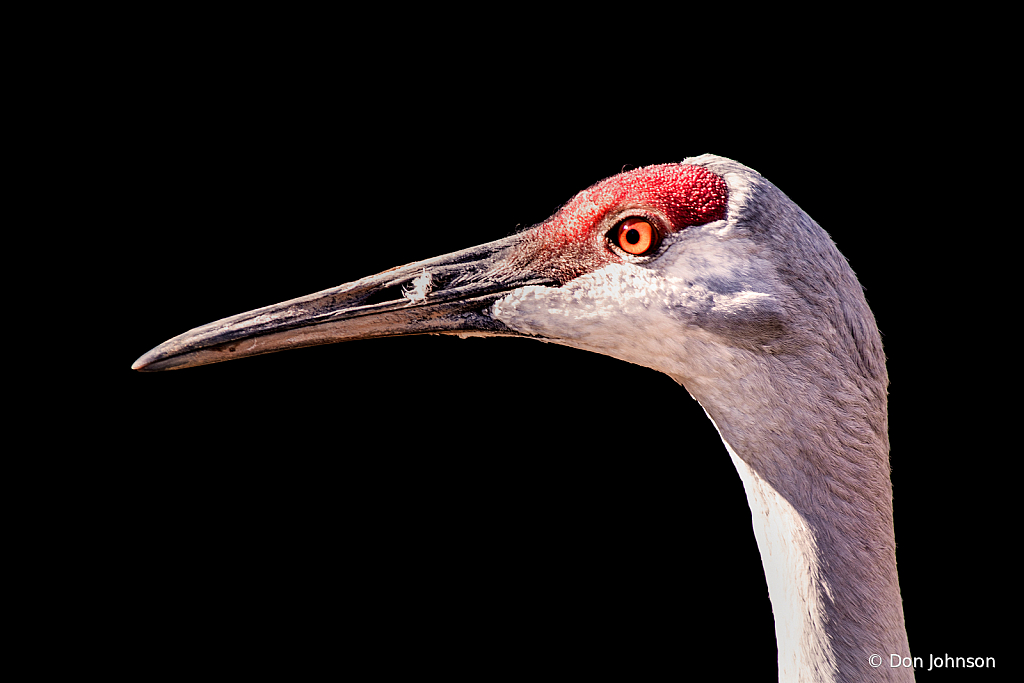 Sandhill Crane BZ 2-3-20 149