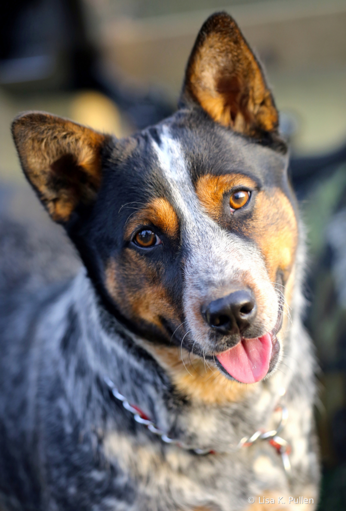 Heeler Happy