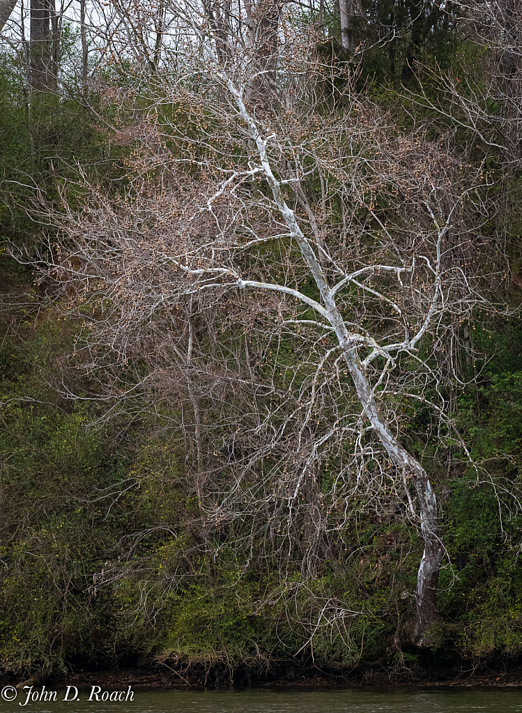 Gnarly Tree in Winter