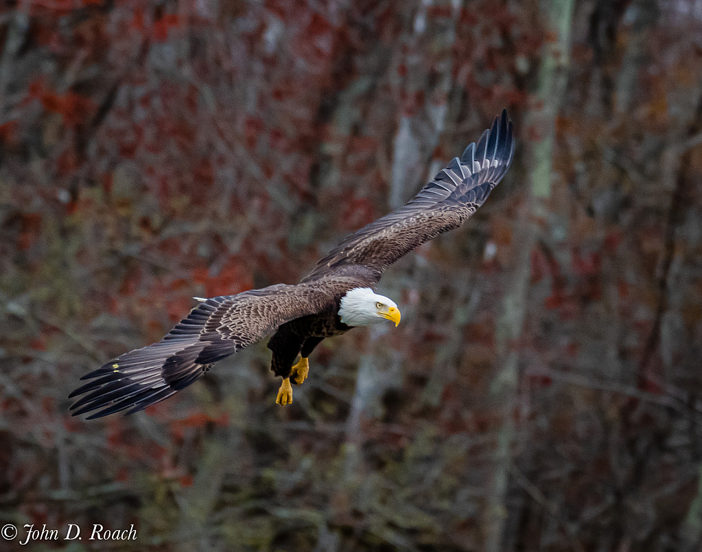 Eagle on the Move - ID: 15808881 © John D. Roach