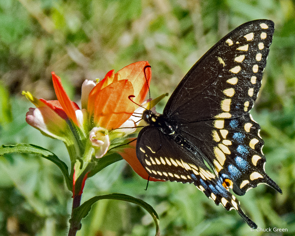 Butterfly on Paintbrush