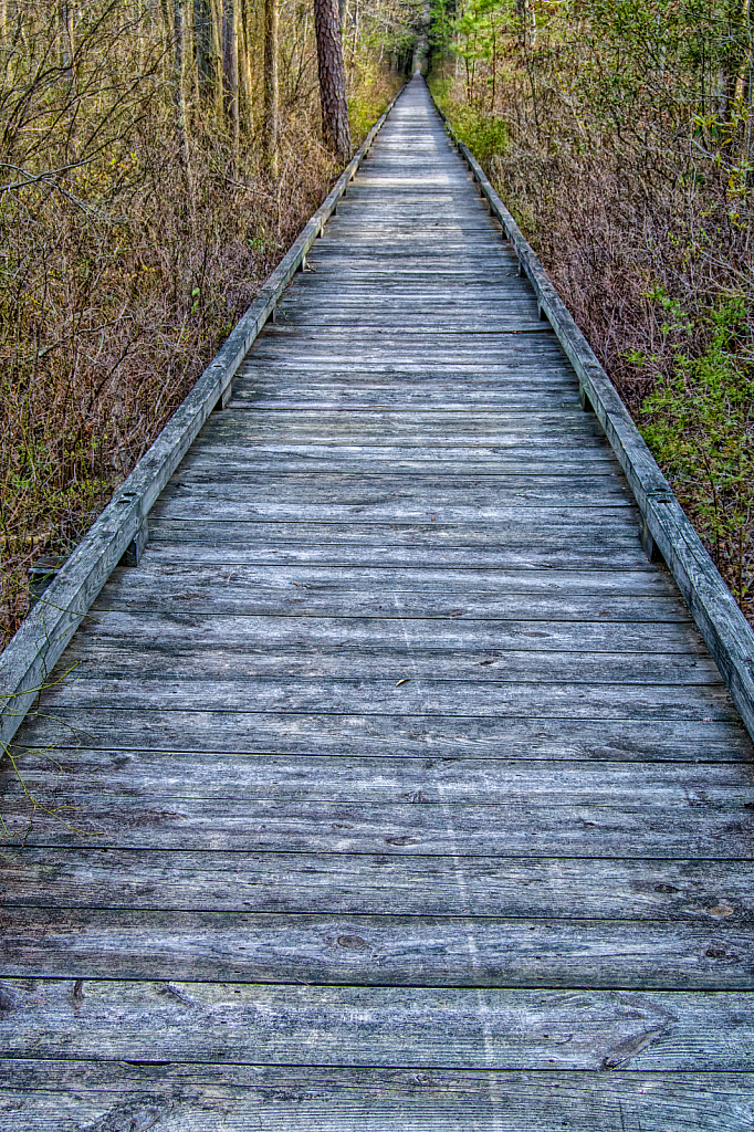 Boardwalk In The Woods