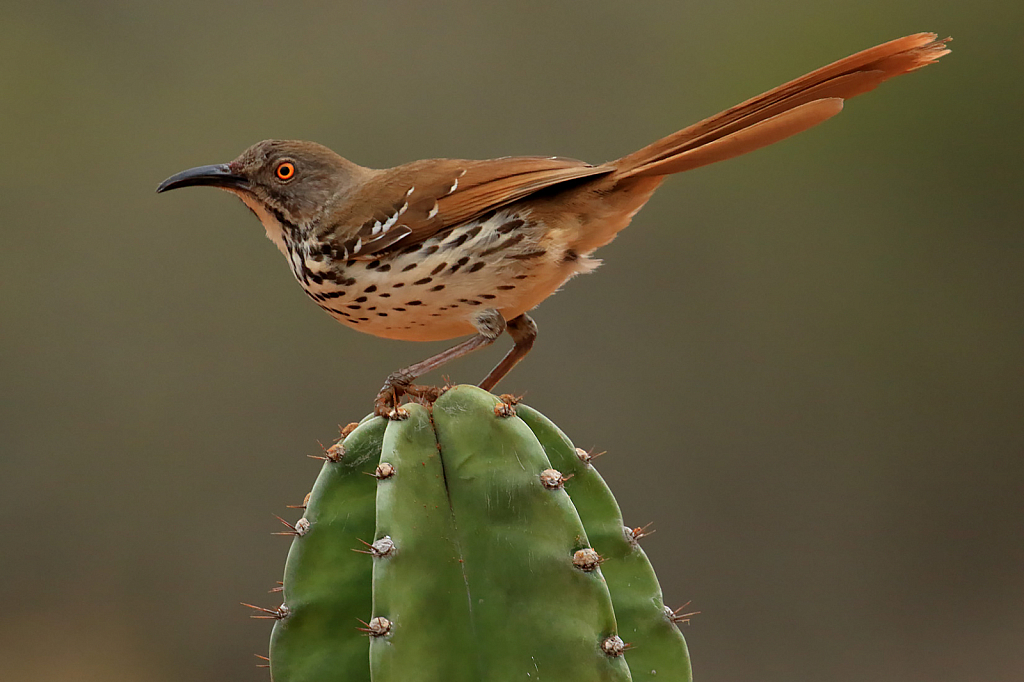 Long Billed Thrasher on Cactus