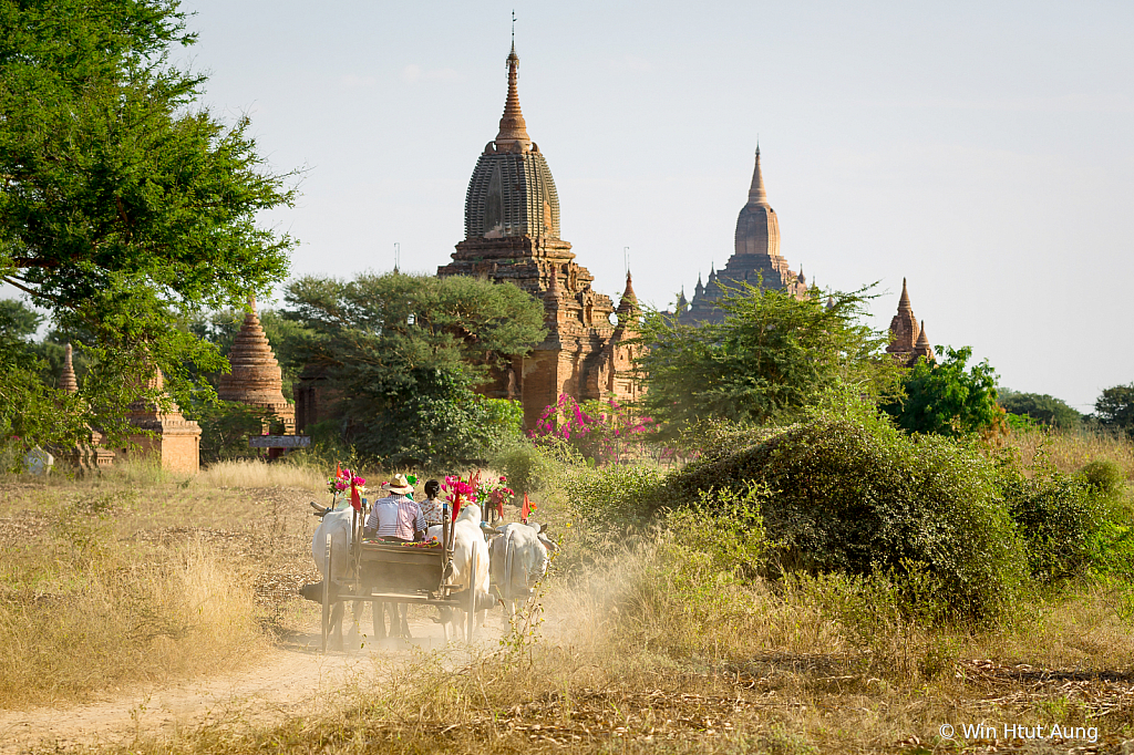 Ox Carriages at Bagan
