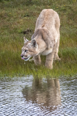 Thirsty Patagonian Puma  