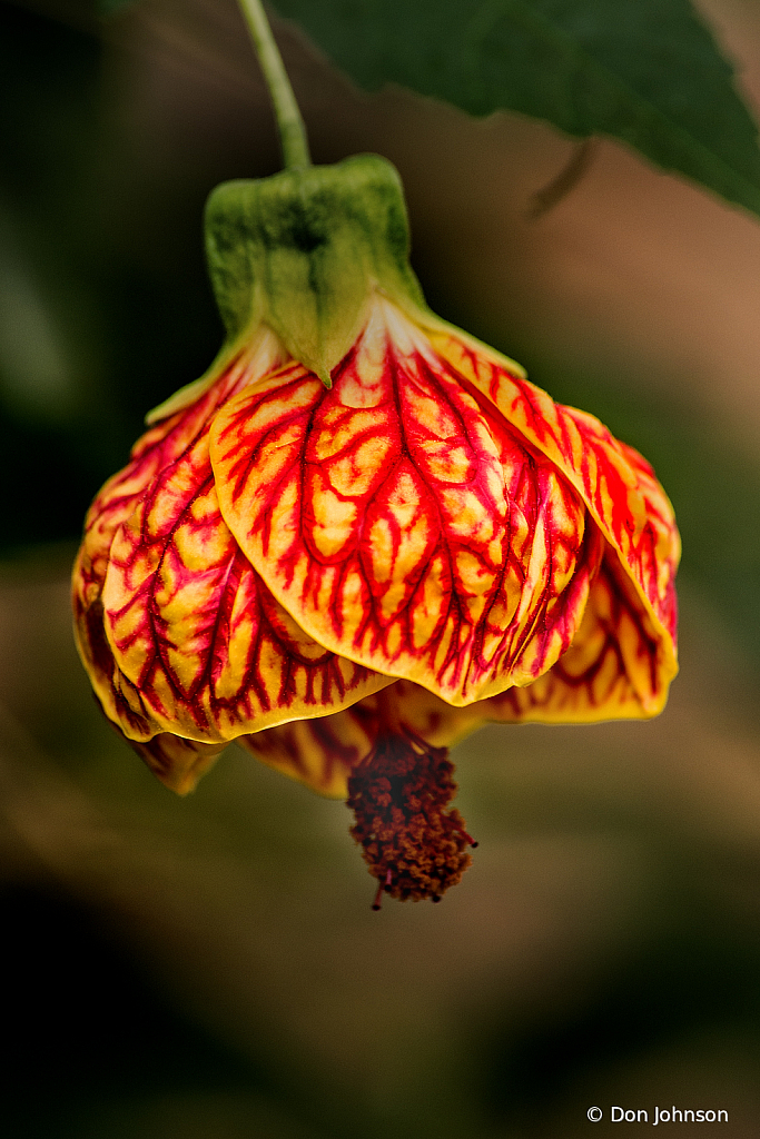 Flowering Maple 2-24-20 009