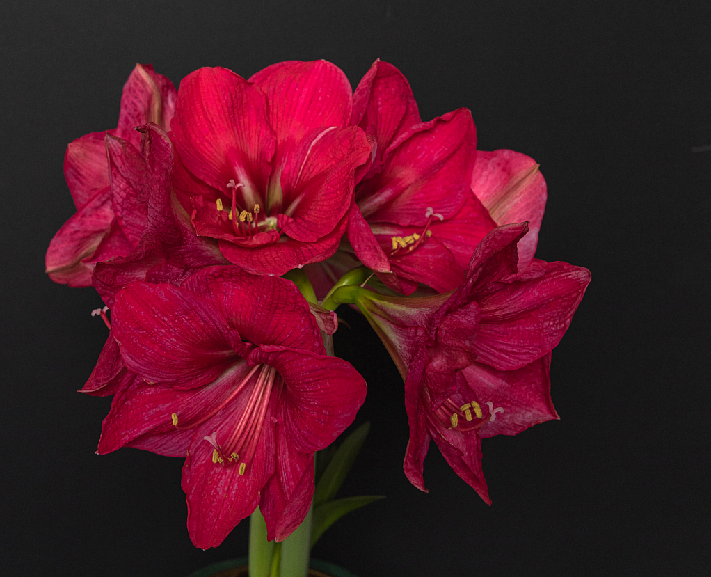 Amaryllis beauty - ID: 15808859 © Melvin Ness