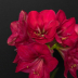 Amaryllis beauty - ID: 15808859 © Melvin Ness