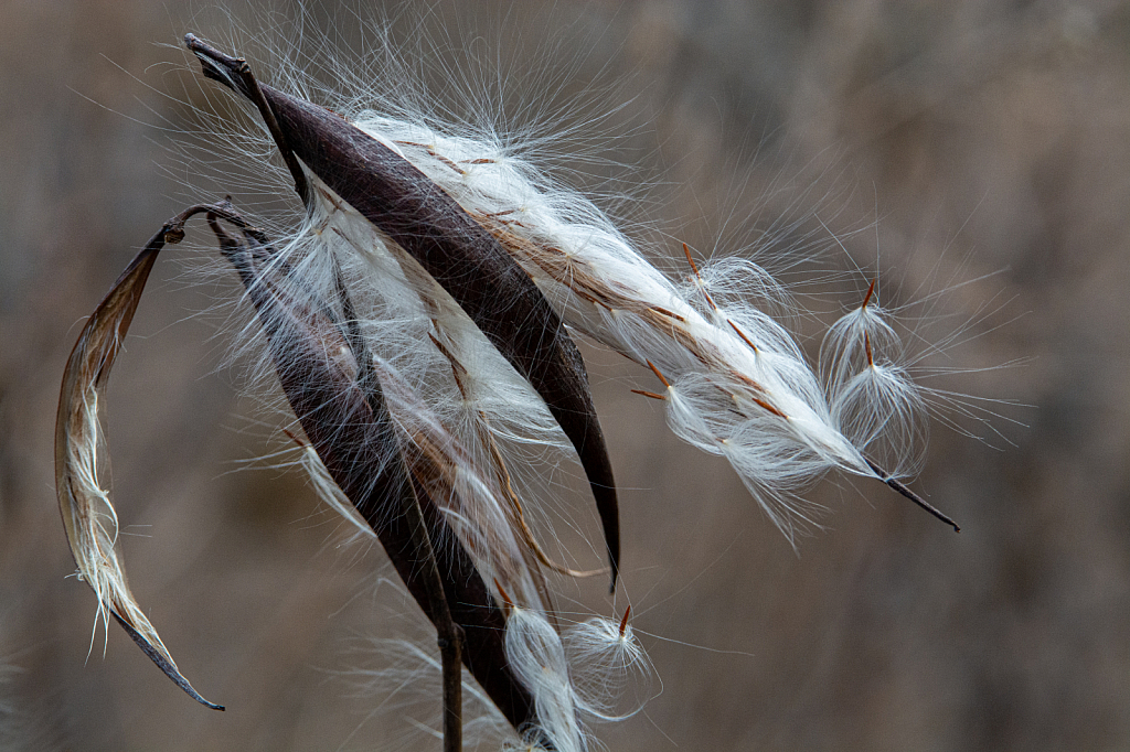 Going To Seed