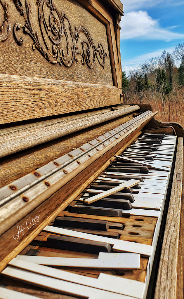 Music in the Meadow