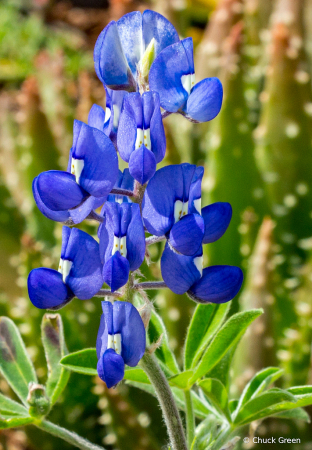 Bluebonnets Are Up