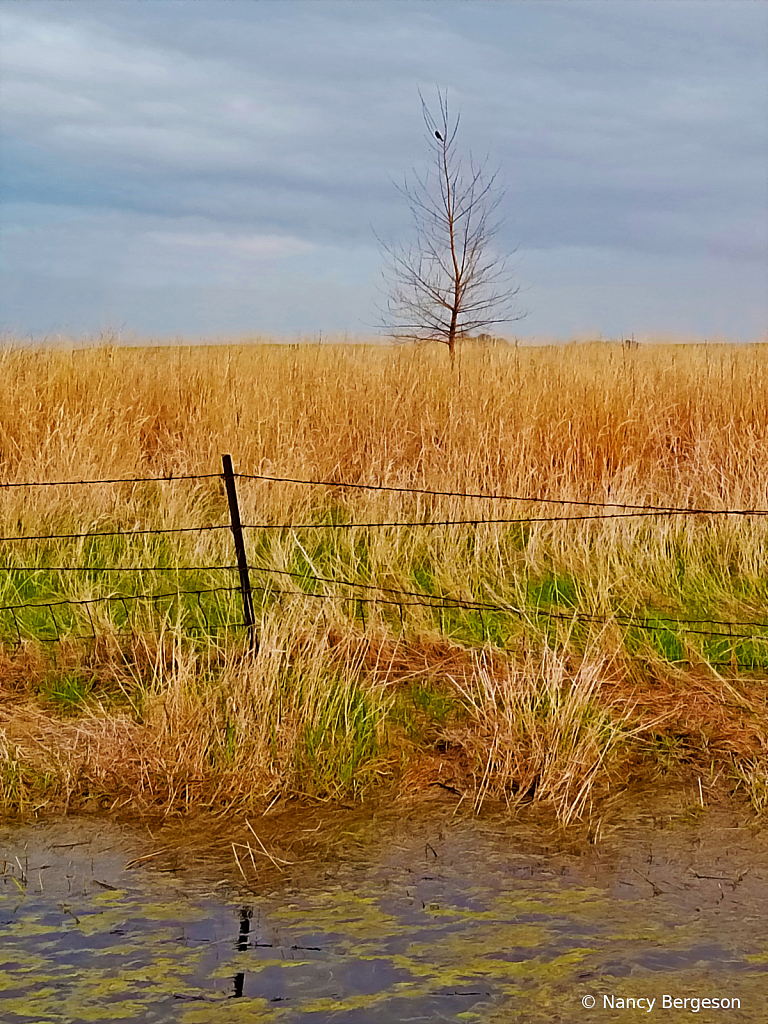 Alone in the Tall Grass