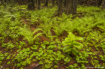 Verdant