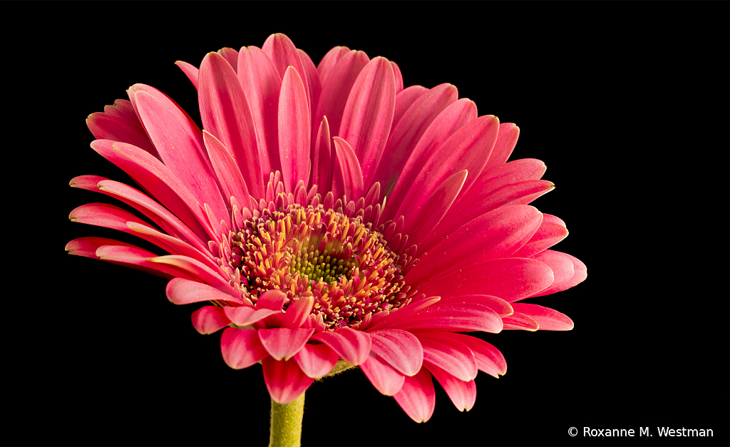 Geberra Daisy - ID: 15809358 © Roxanne M. Westman