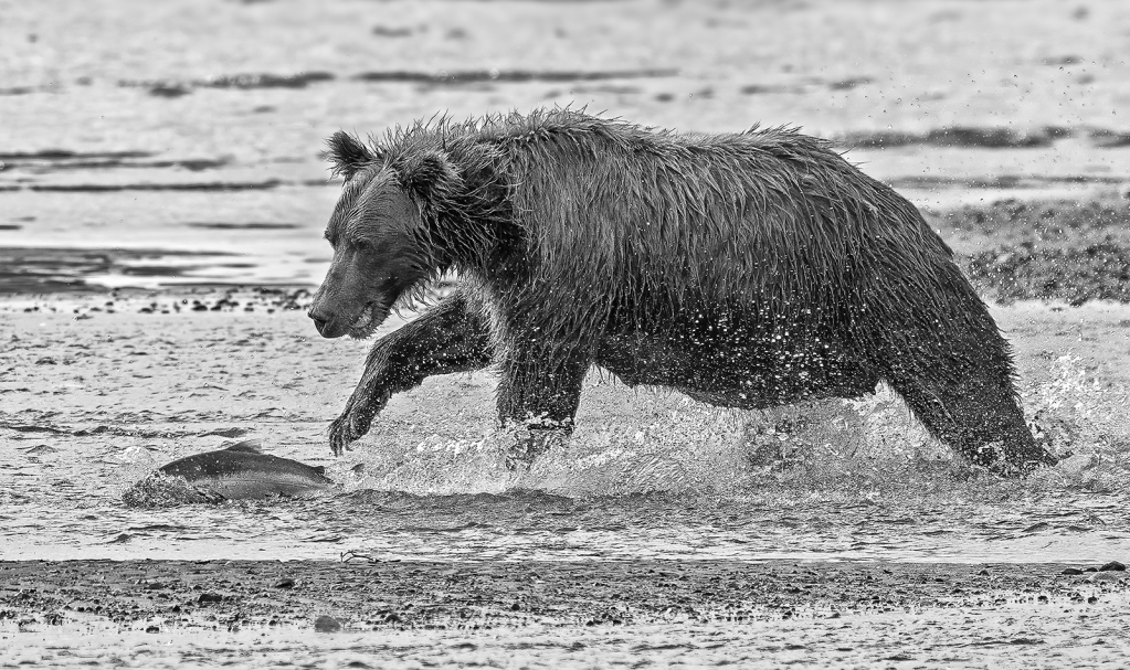 Chasing the Salmon  