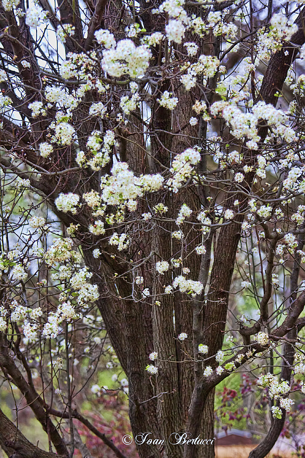 Spring in Bloom