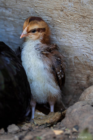 Speckled Sussex (infant)