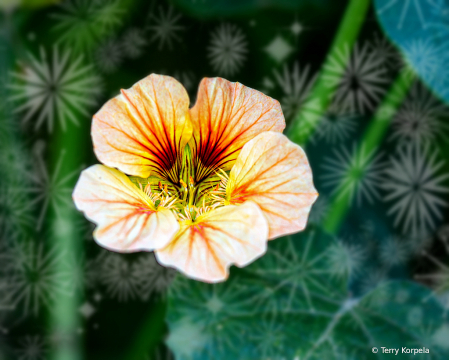 Berkeley Botanical Garden   