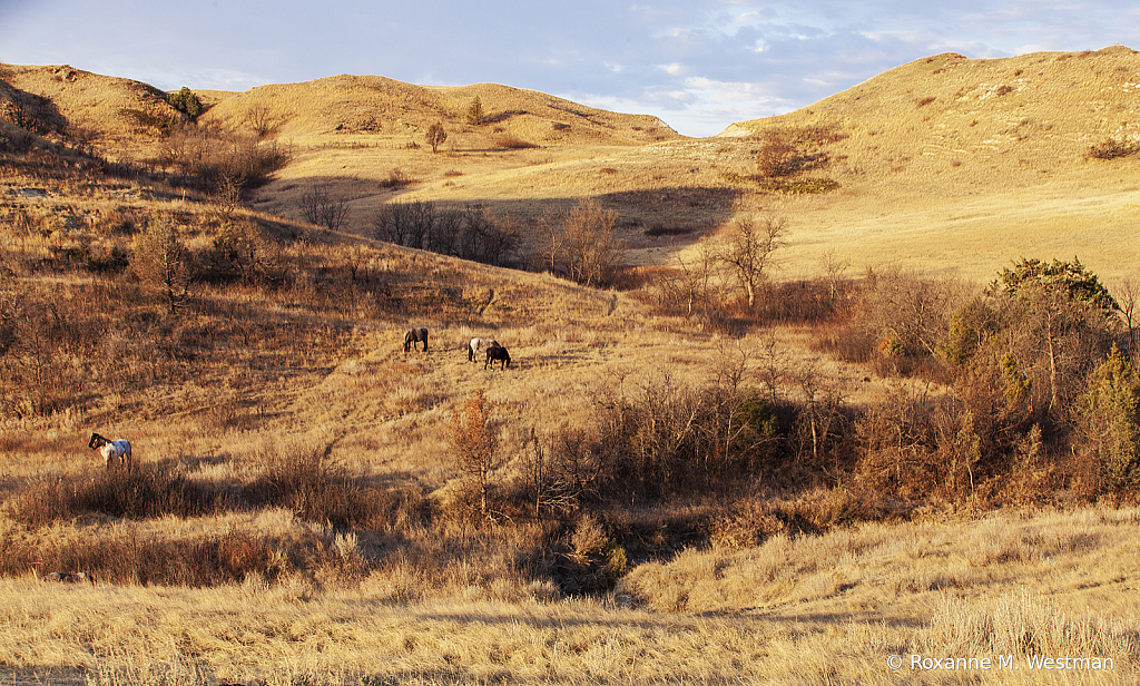 Wild horses in the Theodore Roosevelt park