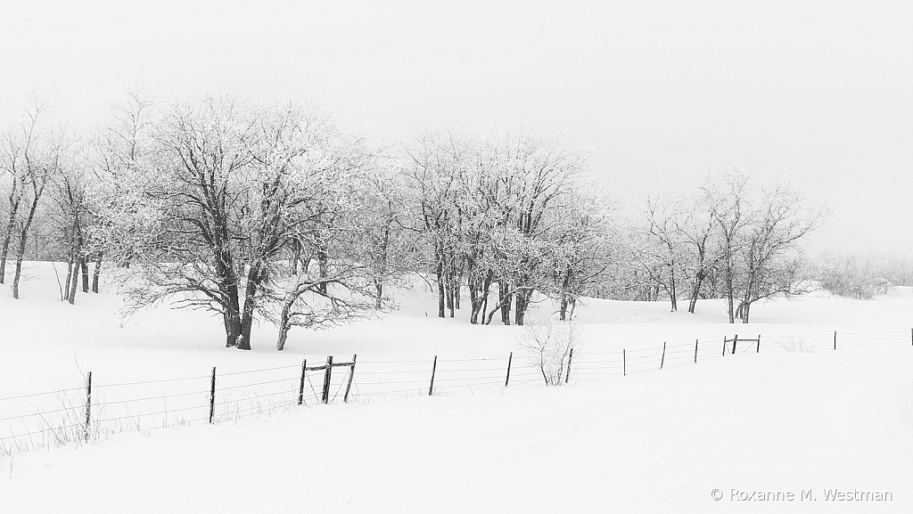 Snow fog in the grasslands