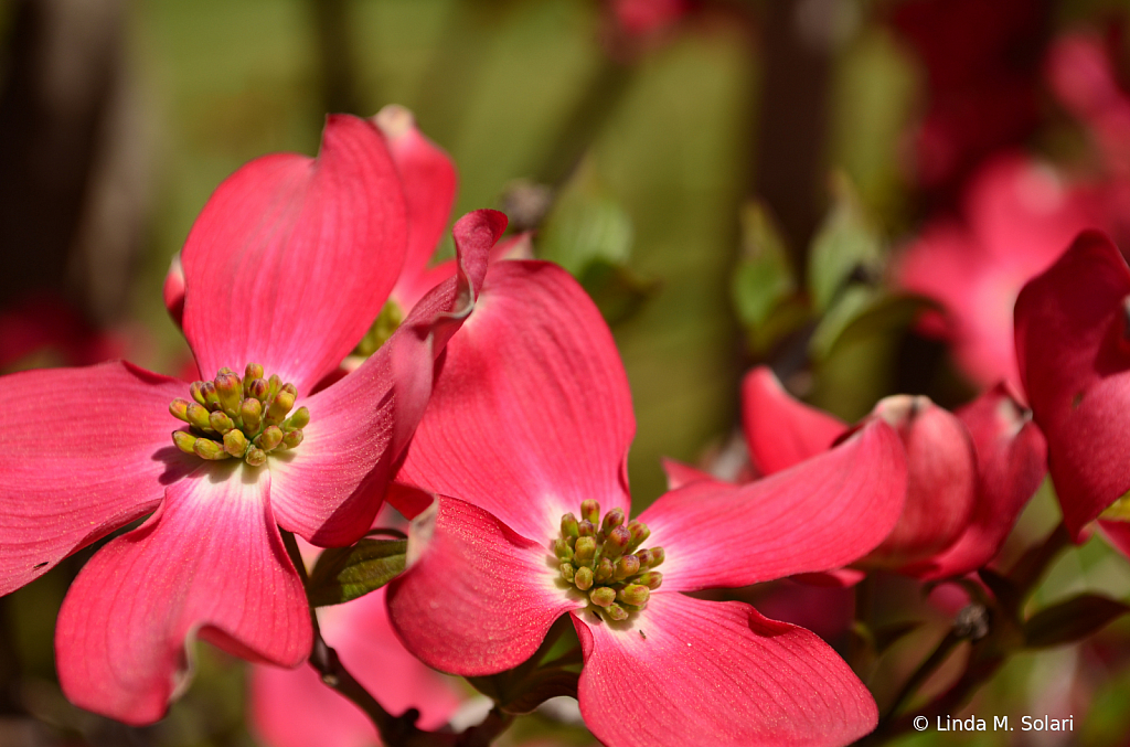 Dogwood Brach