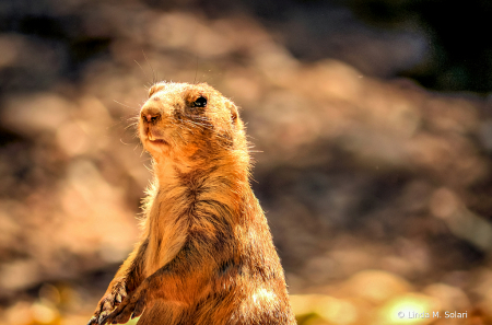 Prairie Dog Portrait