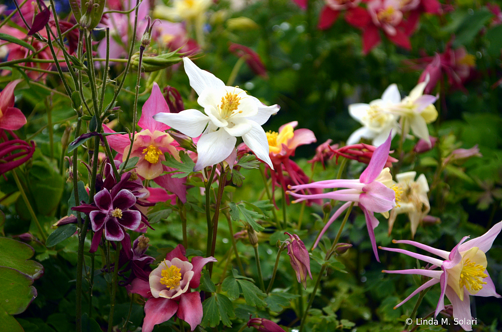 Columbine Garden