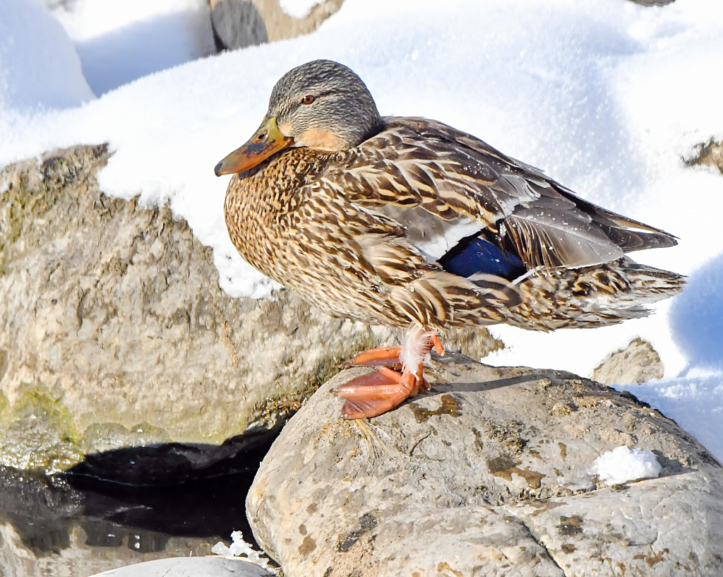 A Hen Mallard