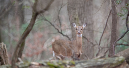 Deer Magic in the Woods Today