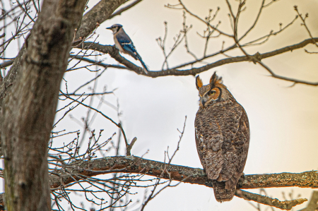 The Owl and the Bluejay