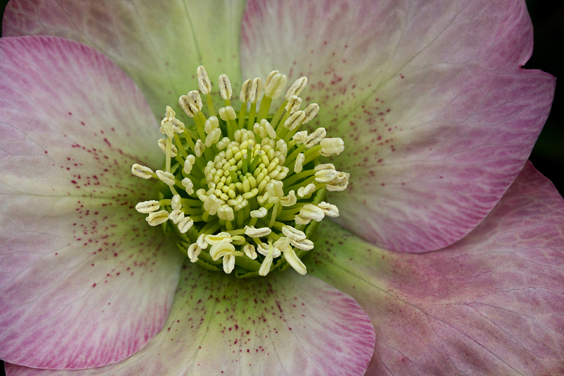 Lenten Rose - Pink Frost