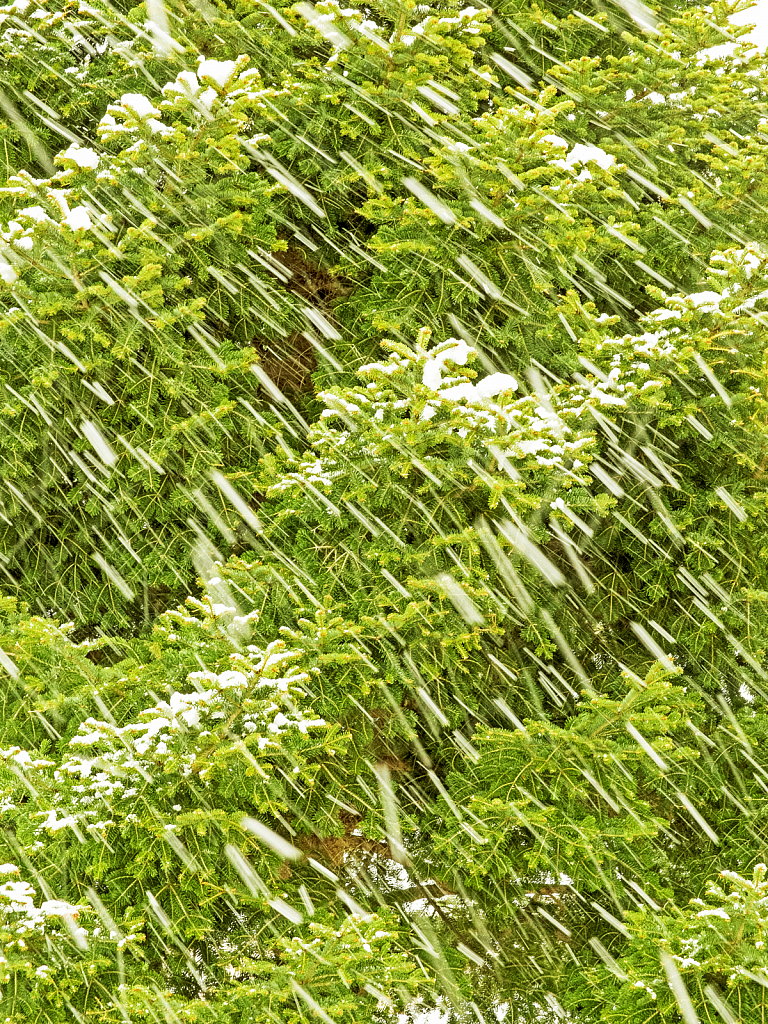 Snow storm...Love of the Fir tree! - ID: 15809439 © Elias A. Tyligadas