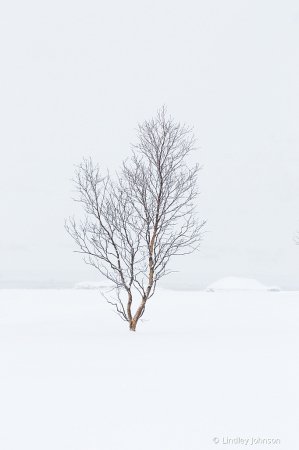 Winter Tree in Norway