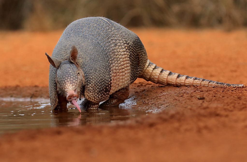 Armadilla Drinking