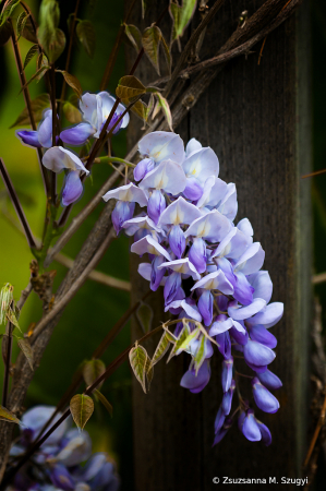 Wisteria