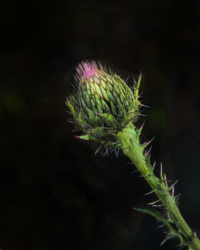 Horrible Thistle