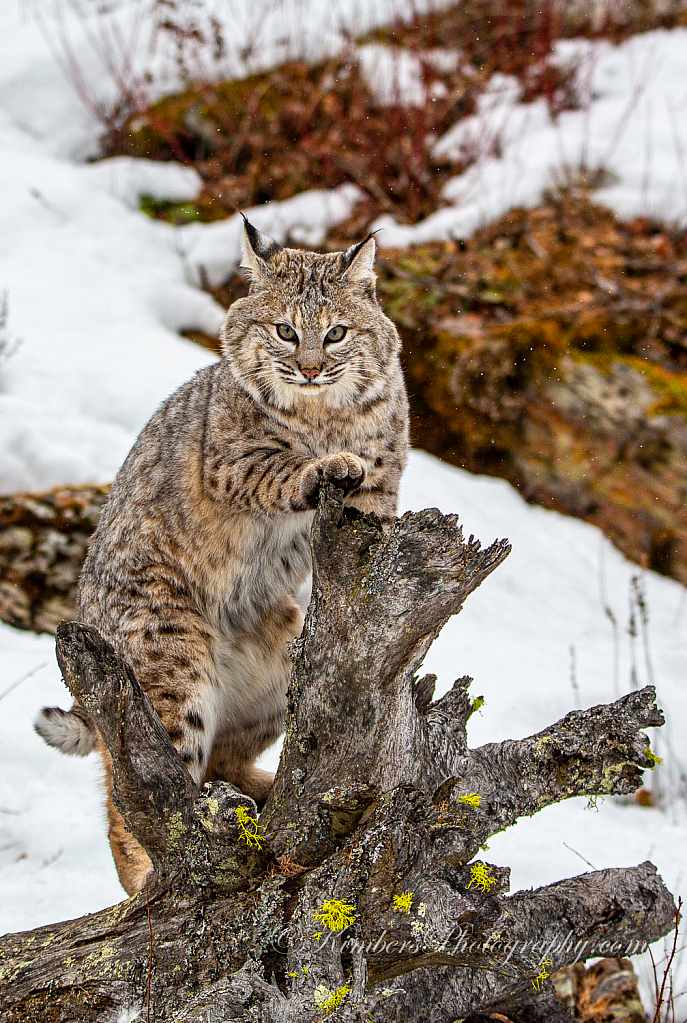 BobCat