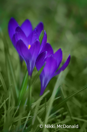 Spring Crocus in the Grass