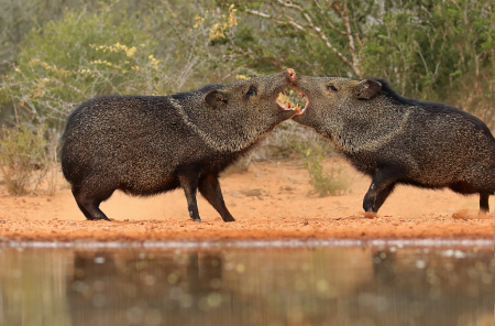 Javelina Fight