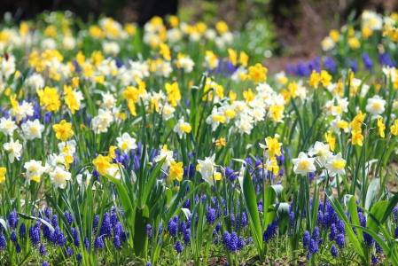 Spring Field