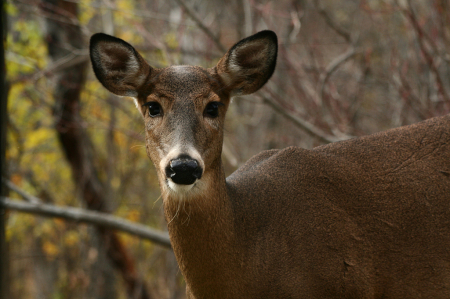 White-tailed doe looking at you