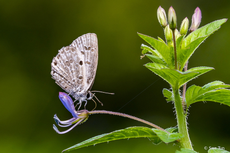 Butterfly and flower