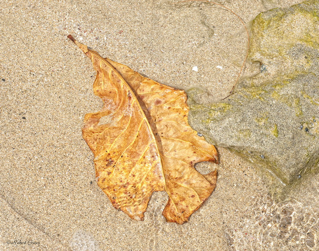 Floating Leaf - ID: 15809887 © Robert/Donna Green